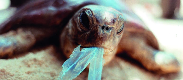 Over 120,000 have already spoken out against plastic bags