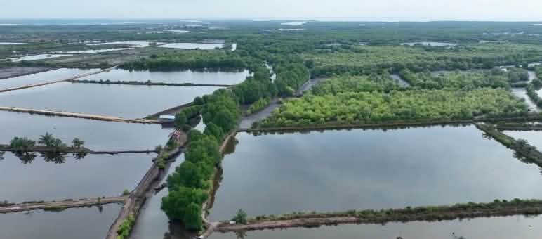 Fish ponds in the former mangrove forest