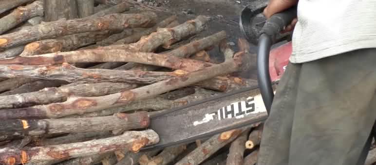 Stihl chainsaw cuts up mangrove roots