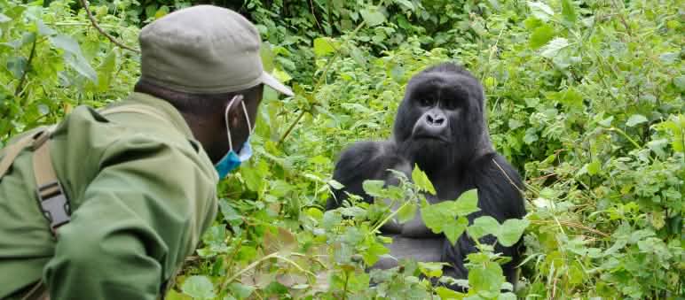 Virunga ranger with Gorilla baby