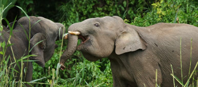 Pygmy elephants in Sabah Two pygmy elephants in Sabah
