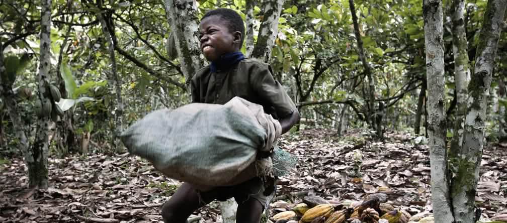 Child laborer on cocoa plantation, Ivory Coast