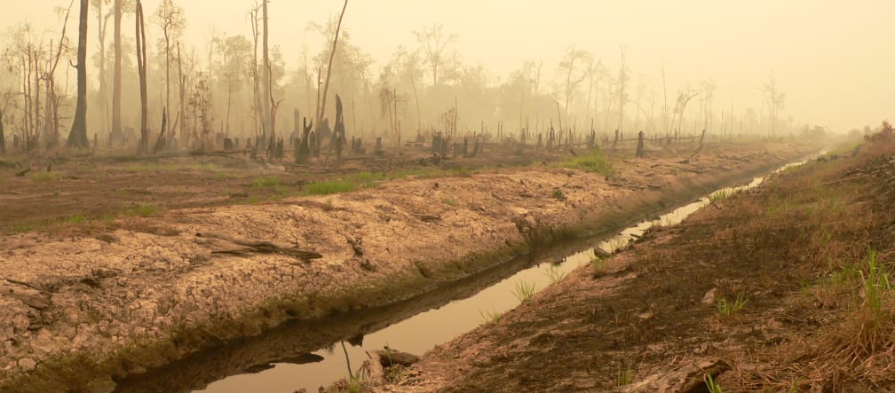Peat bog forest cleared for the million-hectare rice project in central Kalimantan