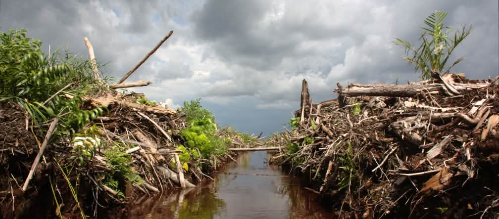 German money for deforestation in Indonesia
