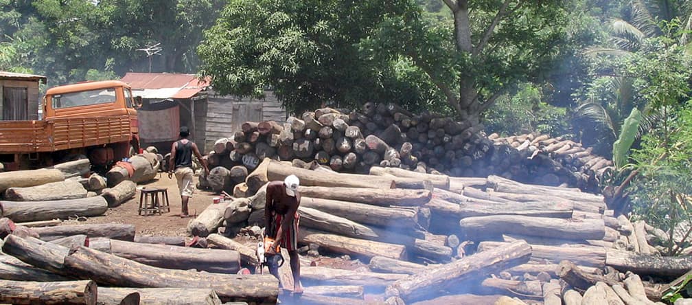 Illegally logged wood near the Masoala National Park in Madagascar