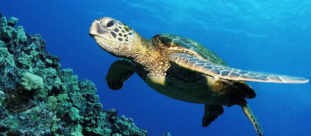 The green sea turtle has survived for around 200 million years – and now it is in great danger.