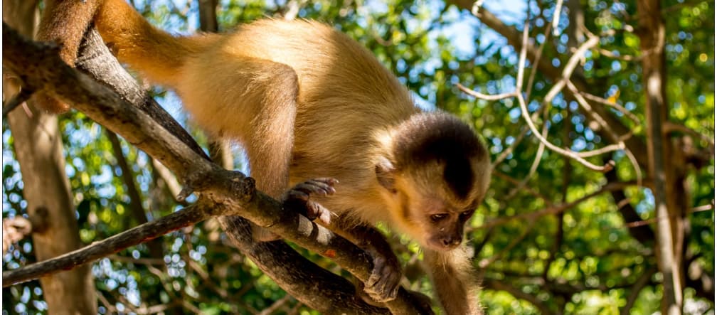 A Kaapori capuchin monkey climbing on a branch