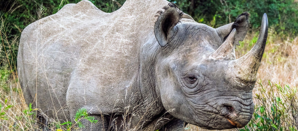 rhino horn Black rhinoceros