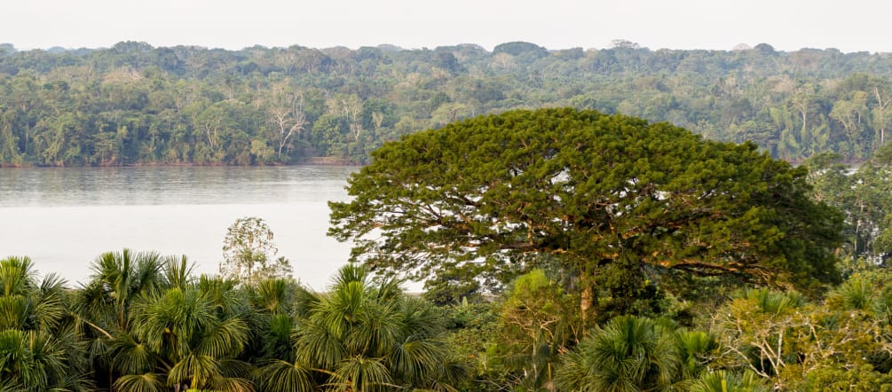 Forest and river in Yasuní National Park