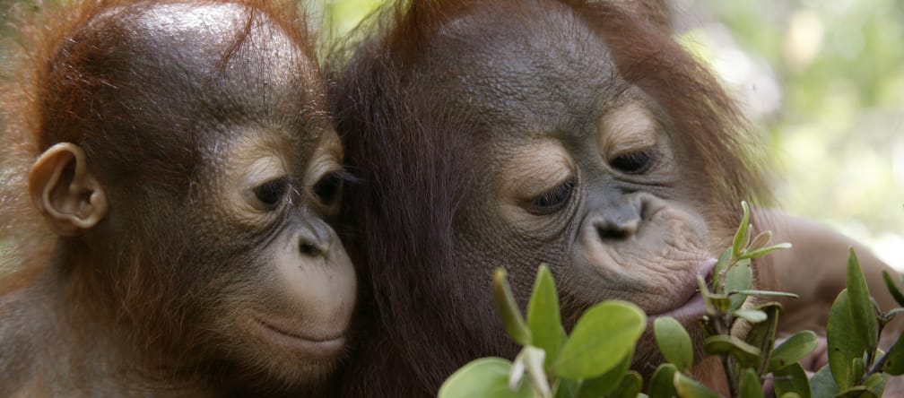 Orangutans are dependent on large contiguous rainforest areas