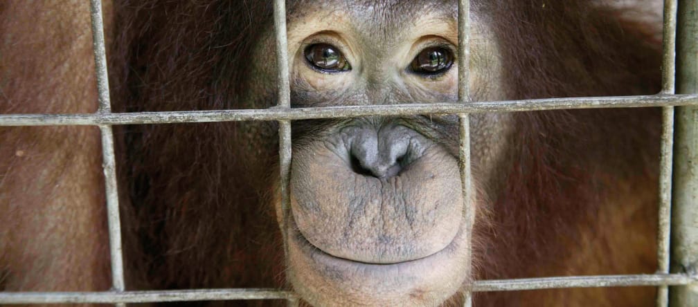 Orangutan looks out of cage