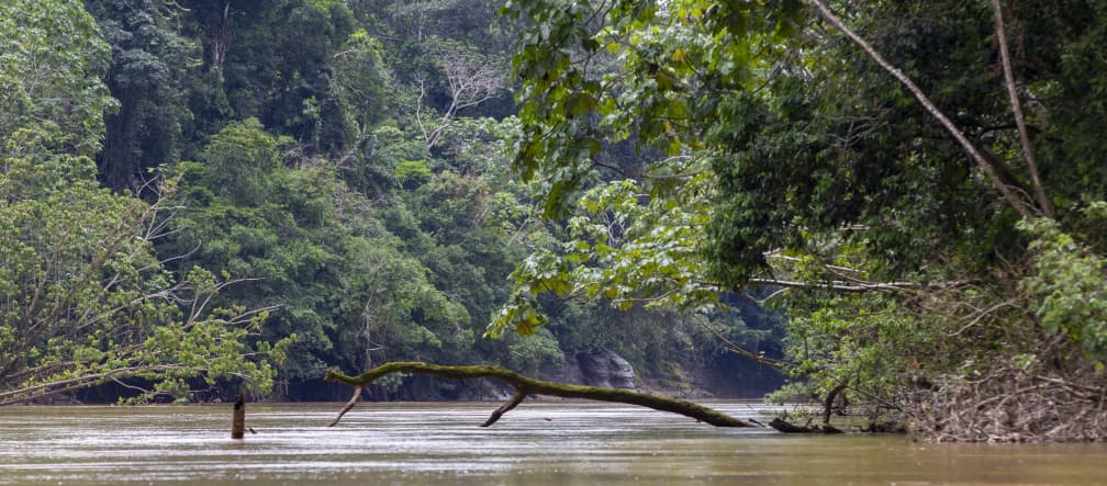 View of a river surrounded by forest, Yasuní National Park