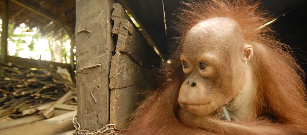 The orangutang’s mother has been killed on a palm oil plantation