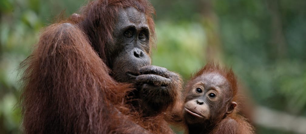 The Kutai national park is an important habitat for Borneo orangutans and other endangered species