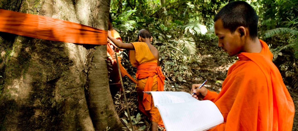 The monks bless, mark and list the ancient trees for their protection. Monks in Cambodia mark ancient trees in Areng Valley