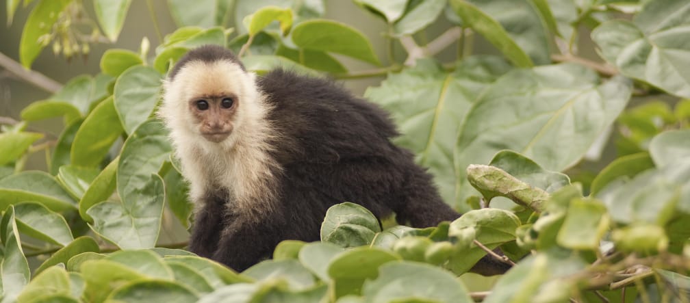 Capuchin monkey (Cebus capucinus) in a tree canopy