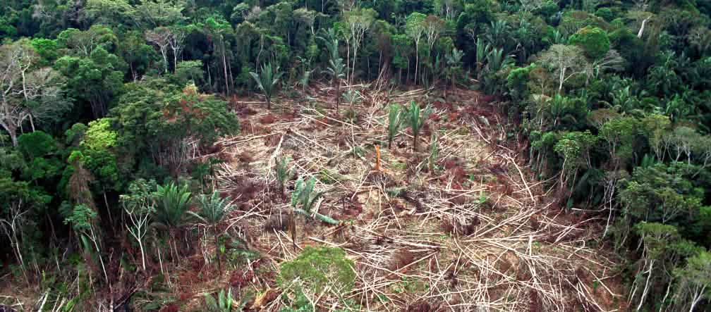 Deforestation in Brazilian Amazon