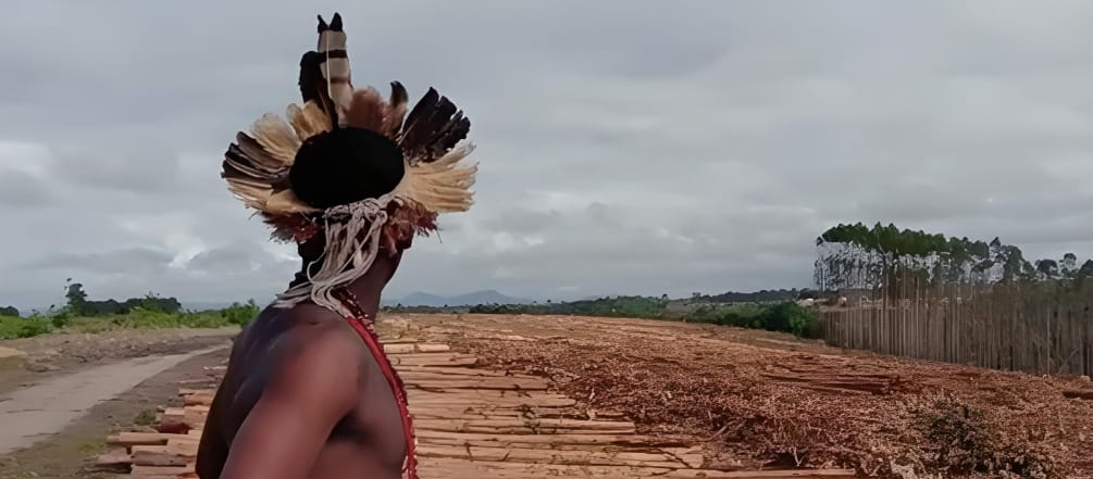 Indigenous man on eucalyptus plantation