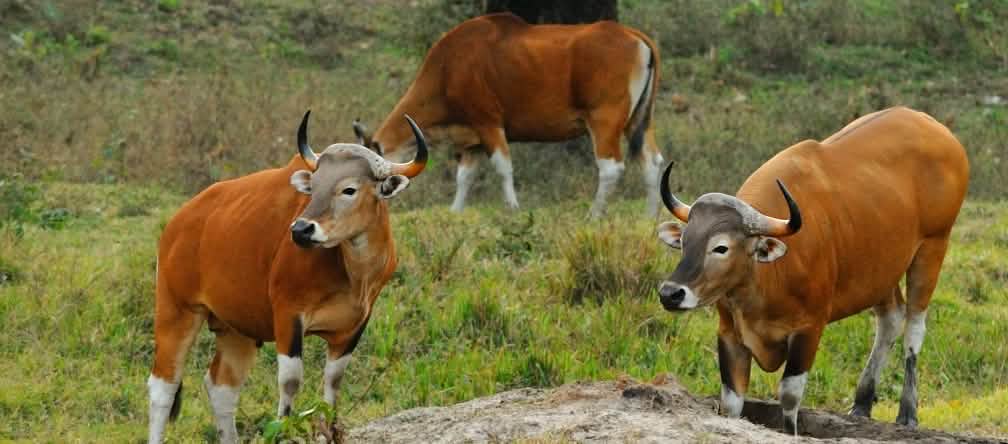 Reddish-brown cattle grazing in a meadow