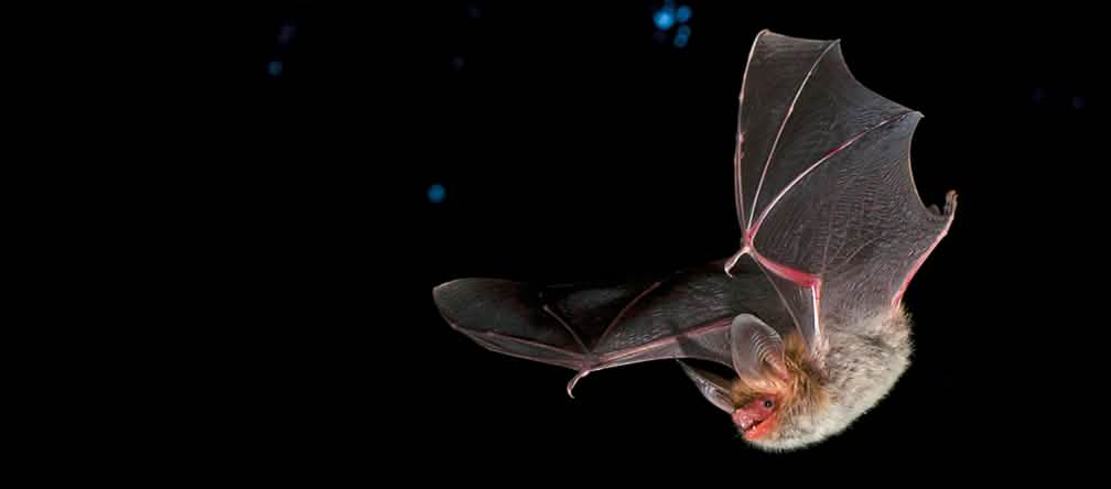 The threatened Bechstein's bat Bechstein bat