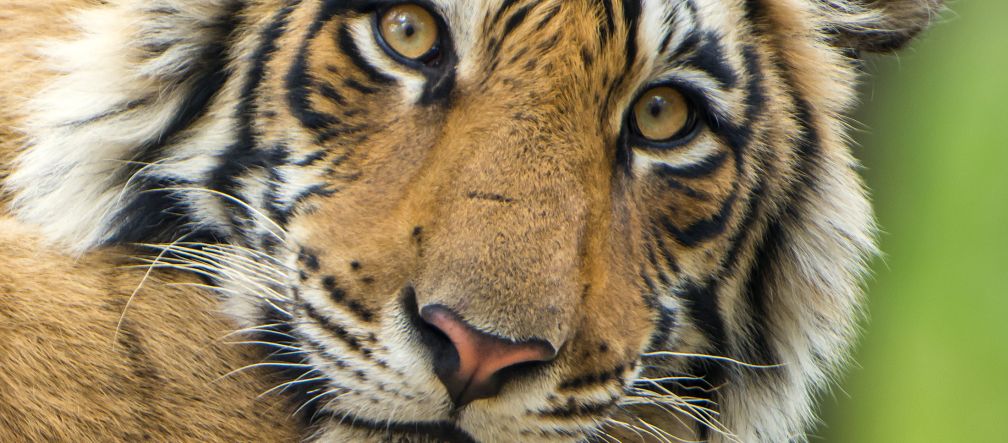 Bengal tiger