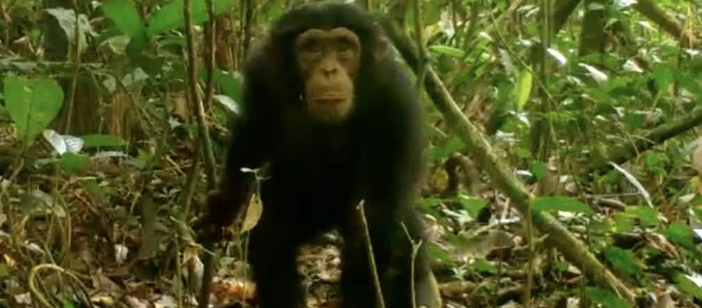 Chimpanzee in Grebo-Krahn National Park, Liberia