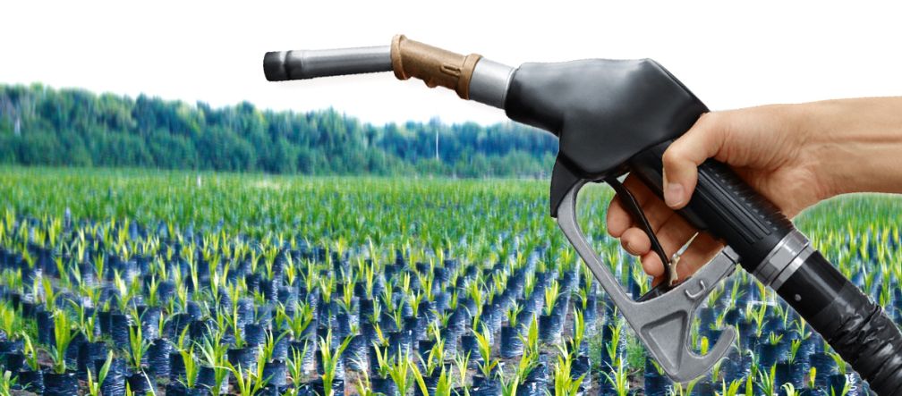 Photomontage: fuel filler nozzle in front of a field of oil palm seedlings