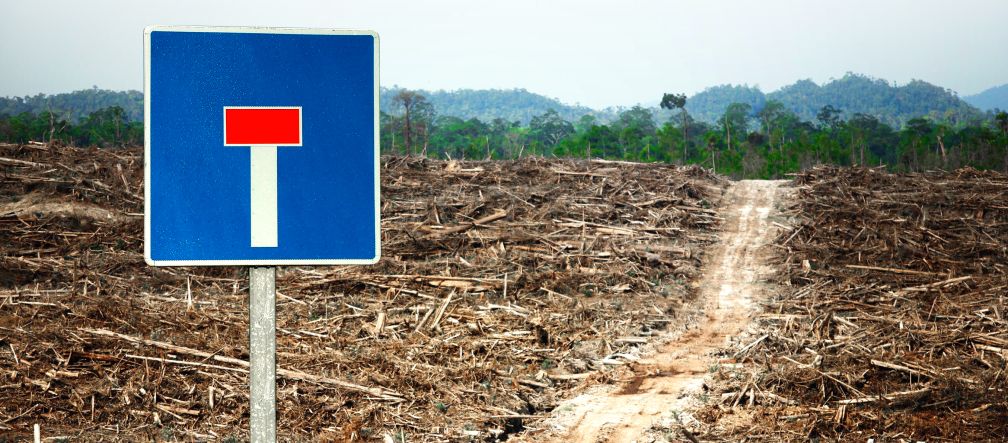 Photomontage: a dead-end traffic sign standing in front of a rainforest clearing