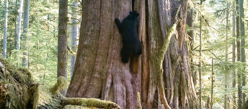 A black bear climbing a tree, Vancouver Island, British Columbia, Canada