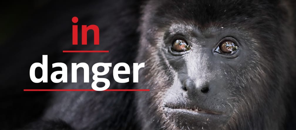 Black howler monkey (Alouatta carayá) with text "in danger"
