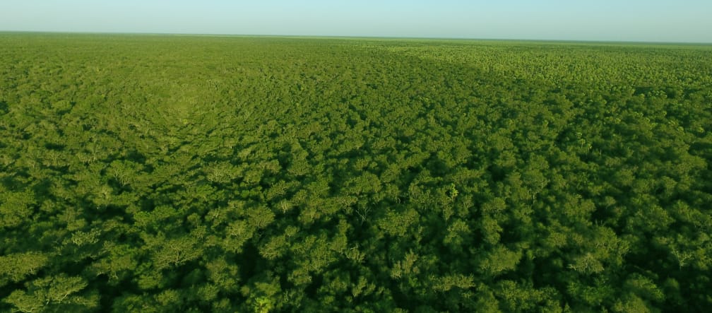 Aerial view of intact Chaco forest in Paraguay