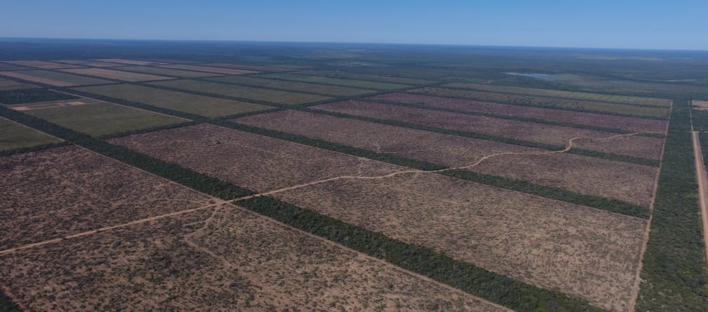 Aerial view of huge rectangular clearings in the Chaco forest