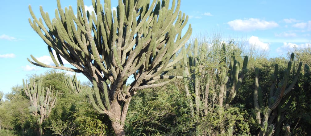 Typical vegetation of the Chaco with numerous cacti and shrubs adapted to drought. In the center of the picture, a huge cactus with a thick trunk and numerous branches