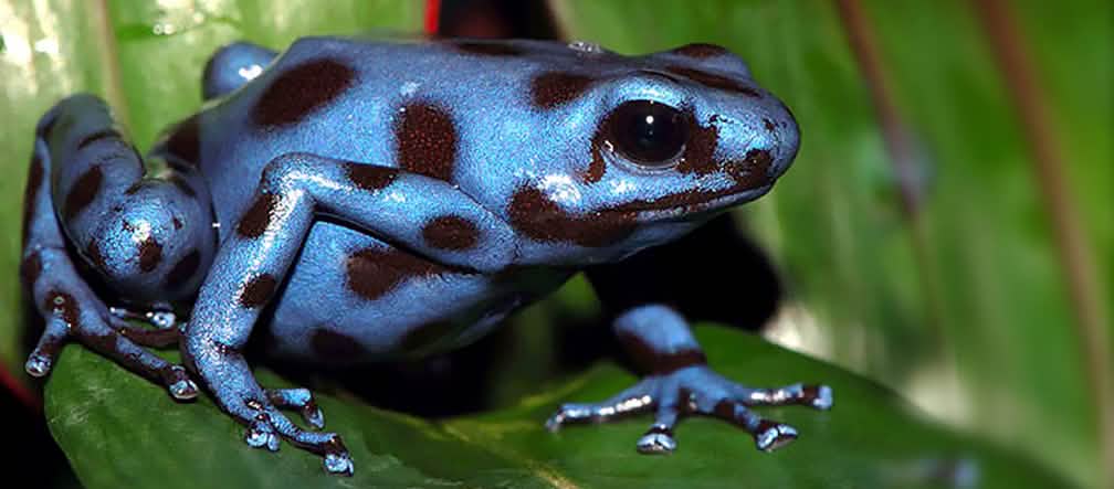 The highly endangered Tabasara Rain Frog Blue frog with spots on a leaf