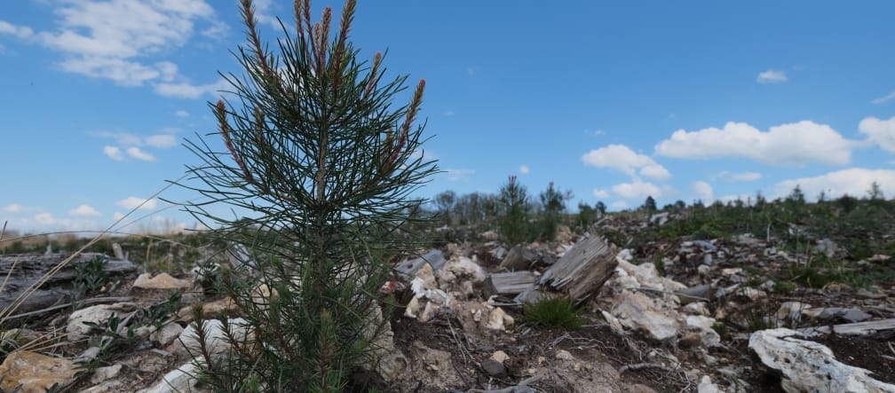 A small pine tree in the middle of a barren, stony area