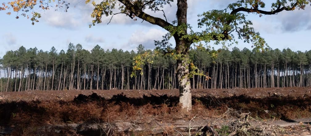 A single oak tree on a clearcut; in the background a pine plantation