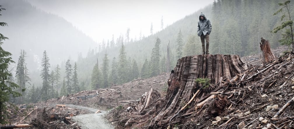 Clear-cutting of coastal rainforest on Vancouver Island, British Columbia