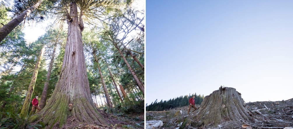 Clear-cutting of coastal rainforest on Vancouver Island, British Columbia