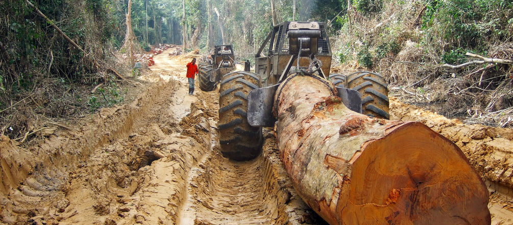 A huge tree being pulled by a skidder in a tropical rainforest in Central Africa