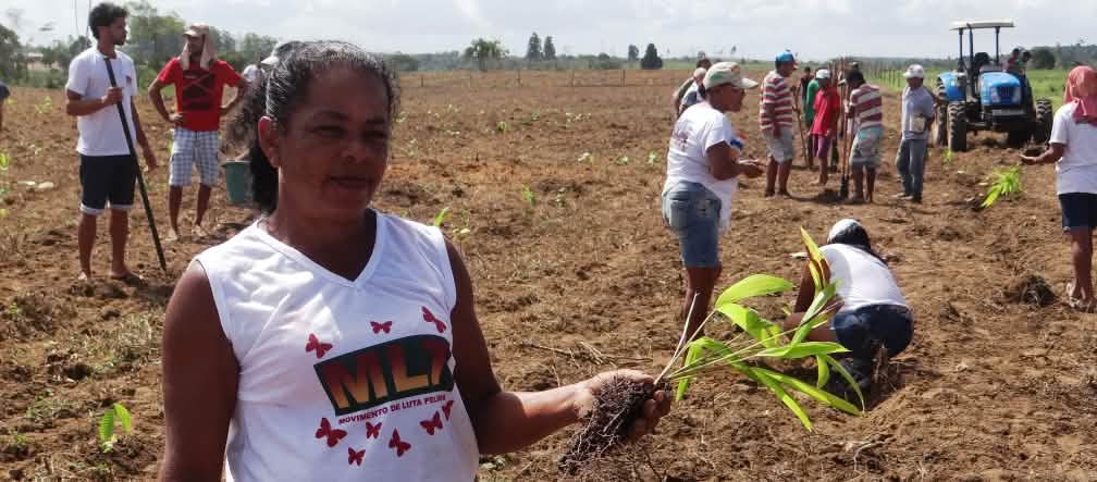 A woman is holding a palm seedling in her hand; in the background, about 15 people are planting seedlings in an open space