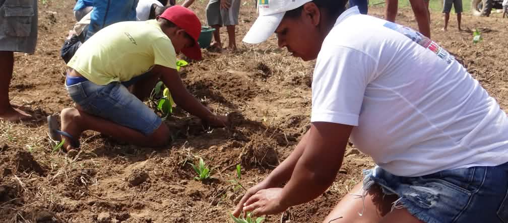 About 15 people planting tree seedlings in a large open space