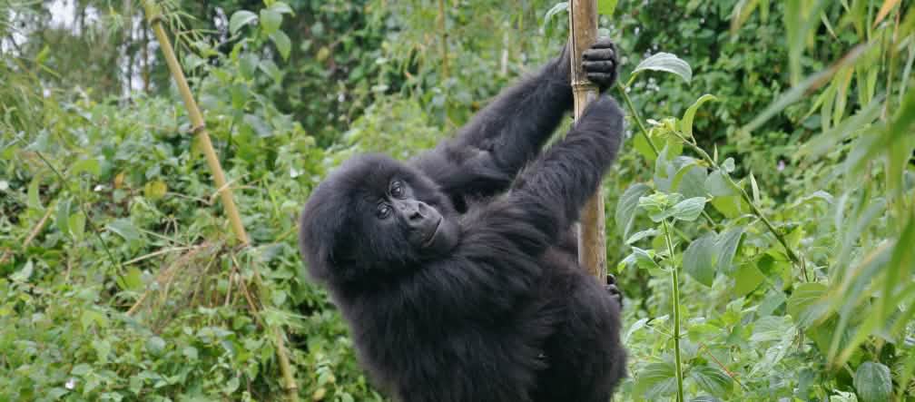 Mountain gorillas survive only in strictly protected forest reserves