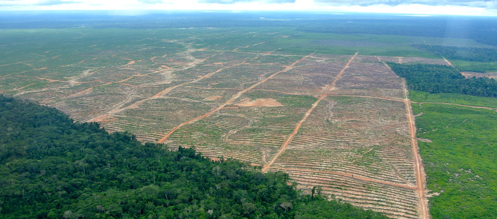 Oil palm plantation of the Ocho Sur group cut into the rainforest of Ucayali, Peru Aerial view of a clearing for oil palms in Peru