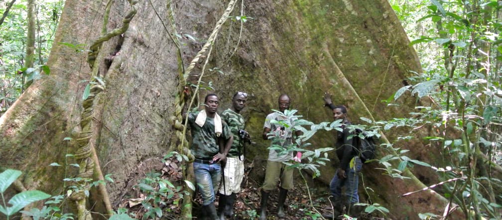 Wild Chimpanzee Foundation (WCF) staff and Eco-Guards posing in front of an ancient tree in Sapo National Park, Liberia
