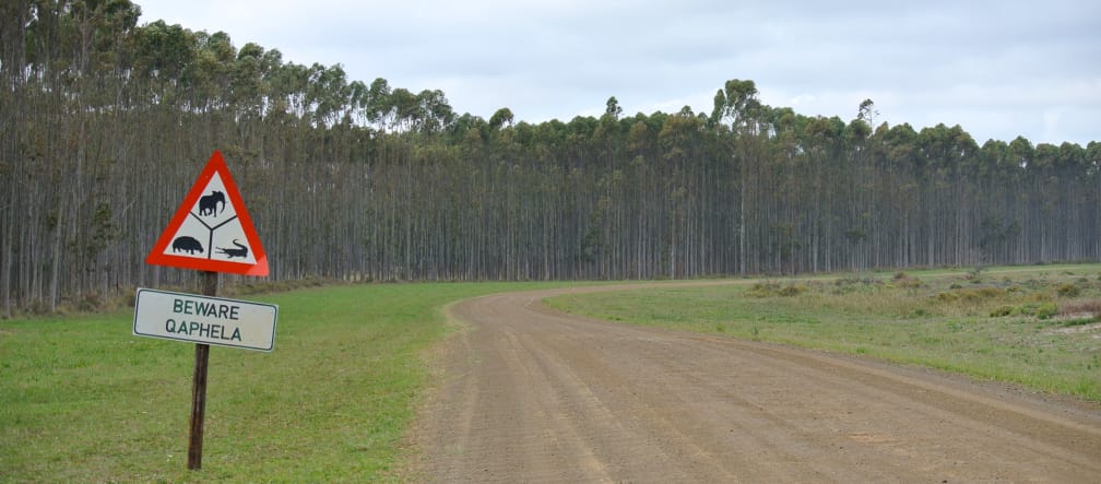 Tree plantation in South Africa