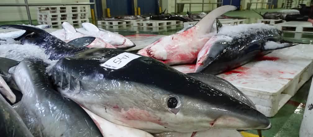 Dead sharks in a fish auction hall