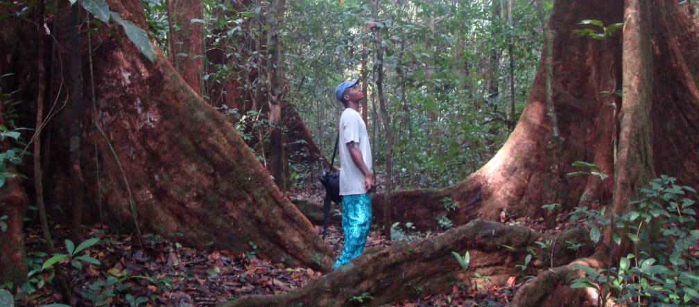 Man between big trees in Cameroon