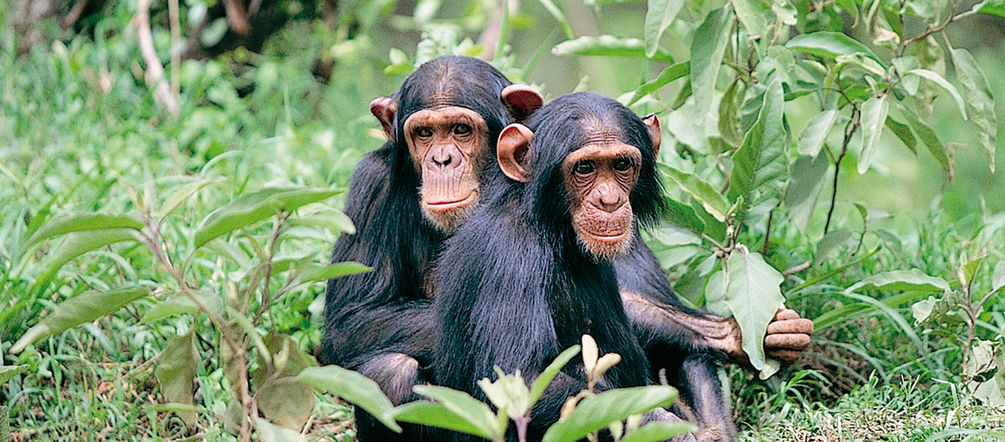 Two chimpanzees