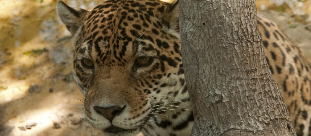 Eastern or coastal Jaguar (Pantera onca)