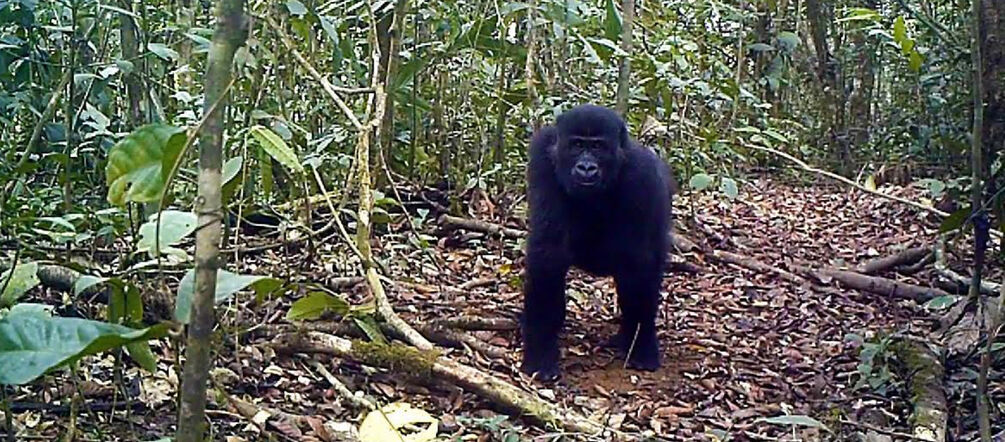Camera trap image of a gorilla in Ebo Forest, Cameroon Gorilla in Ebo Forest, Cameroon